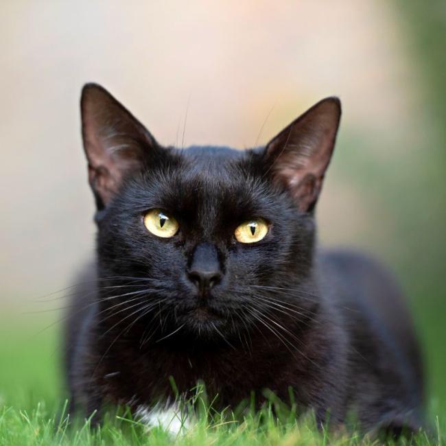 cat services at ingleside animal hospital