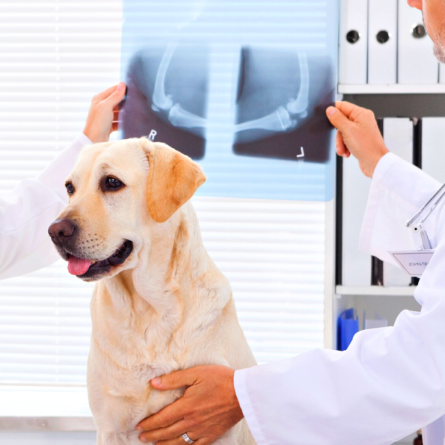 General services at Ingleside Animal Hospital